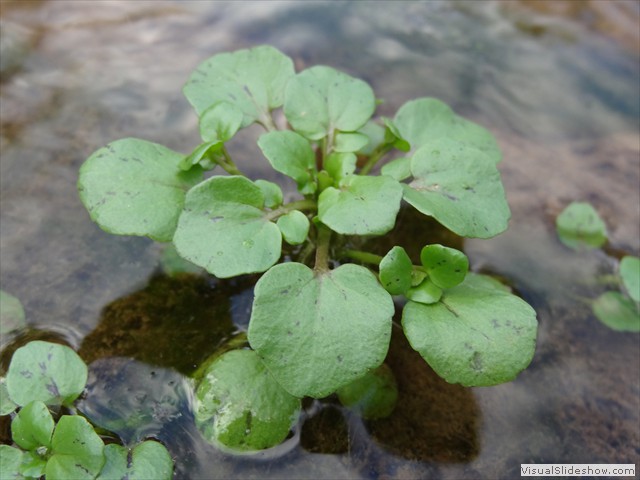 watercress.305